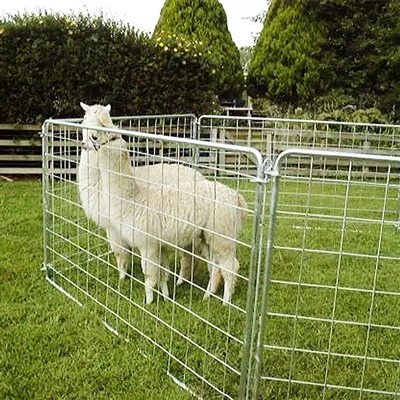 Panno fil mouton